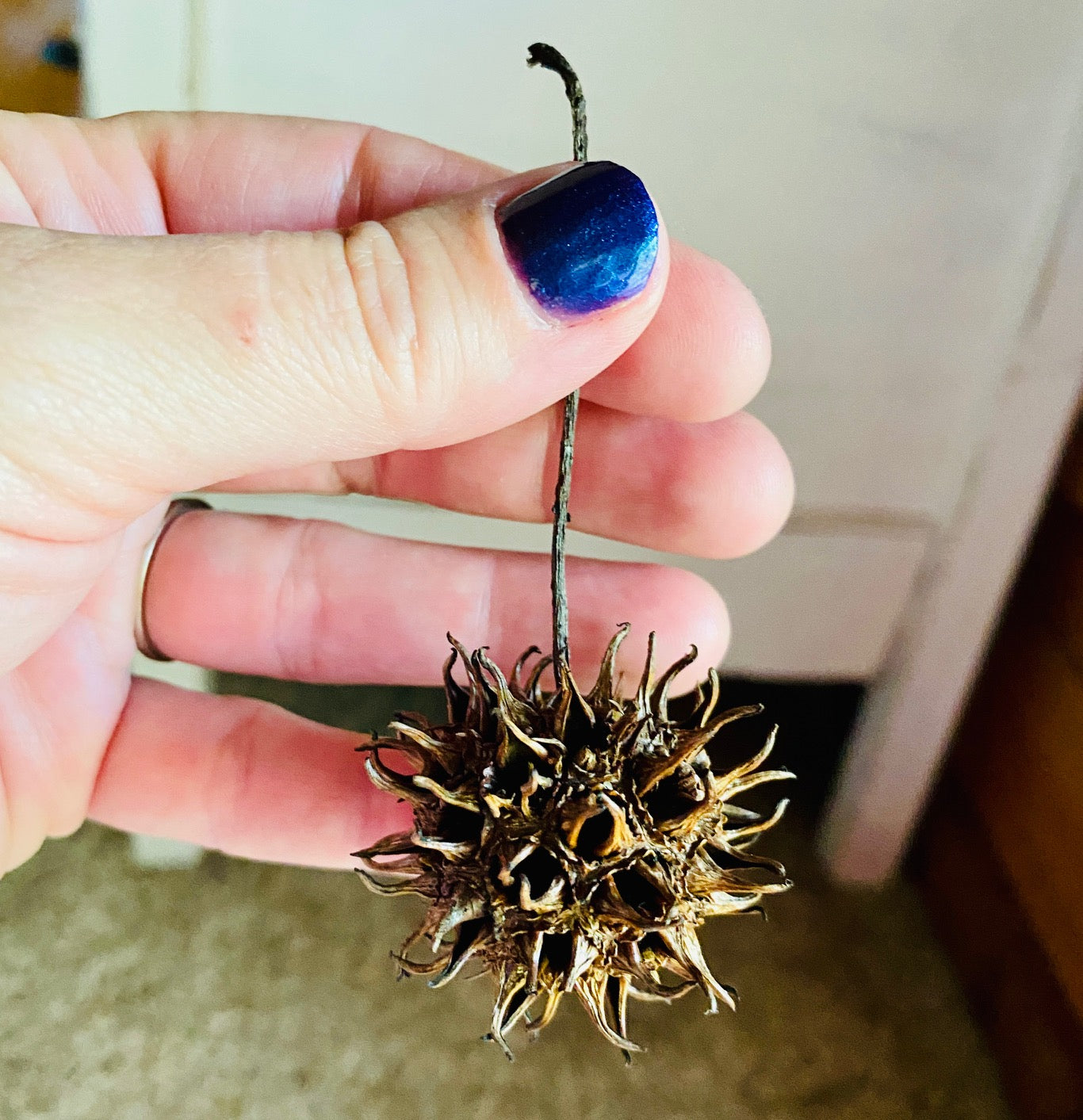 Sweet Gum Balls/Witches Burrs