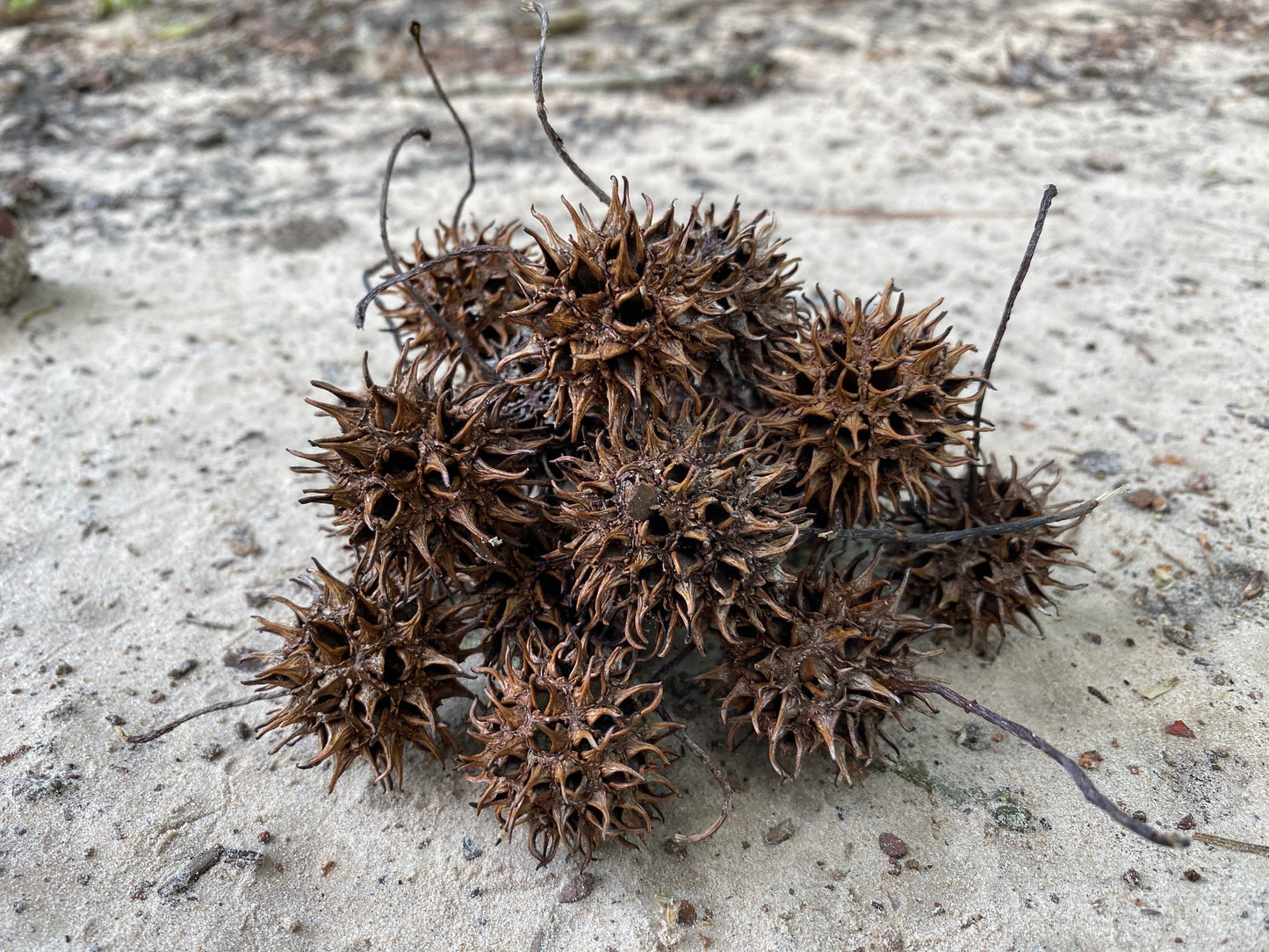 Sweet Gum Balls/Witches Burrs